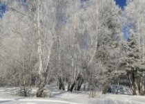 с 8 по 12 февраля прошел конкурс фотографии "Как я вижу город Ирбит" отделение футбола